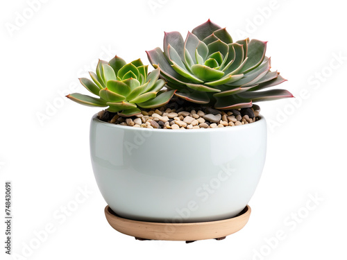 Succulents in the pot isolated on a transparent background