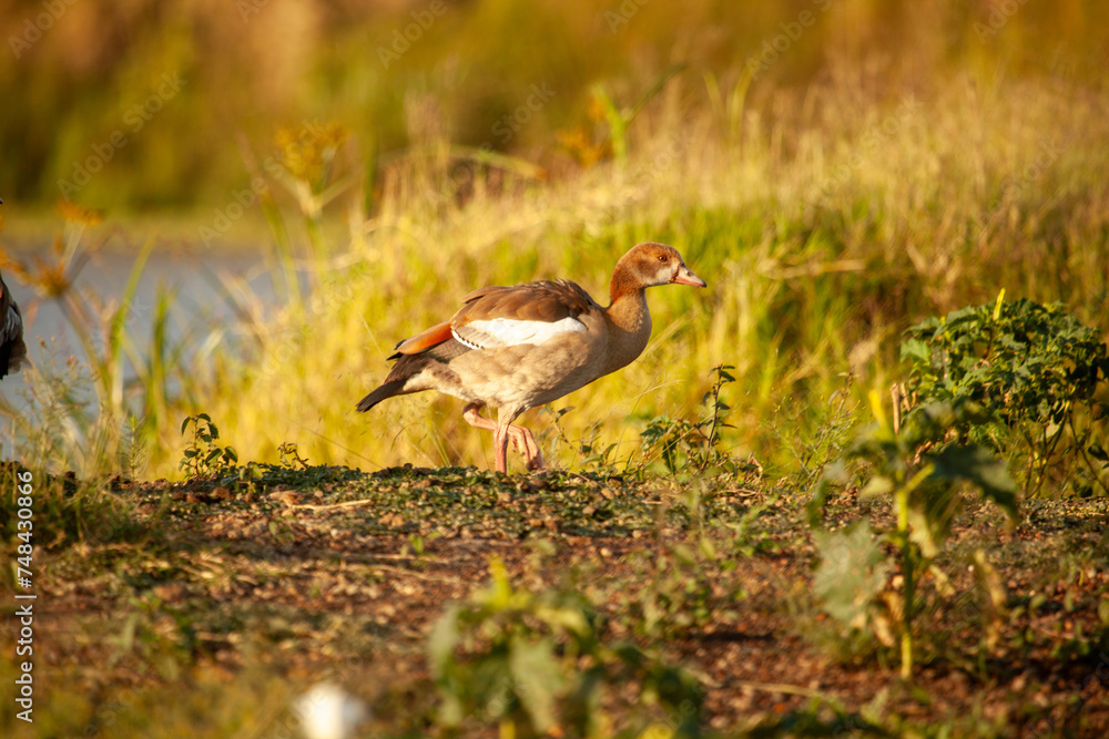 Alopochen aegyptiaca or Egyptian Goose in Kenya Alopochen aegyptiaca or Egyptian Goose in Kenya