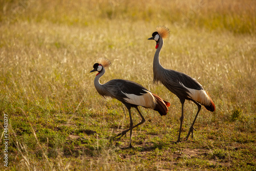 The gray crowned crested Crane National symbol and the national bird of Uganda.