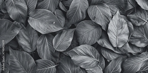 A close-up view of a cluster of various leaves in black and white, showcasing intricate patterns and textures.