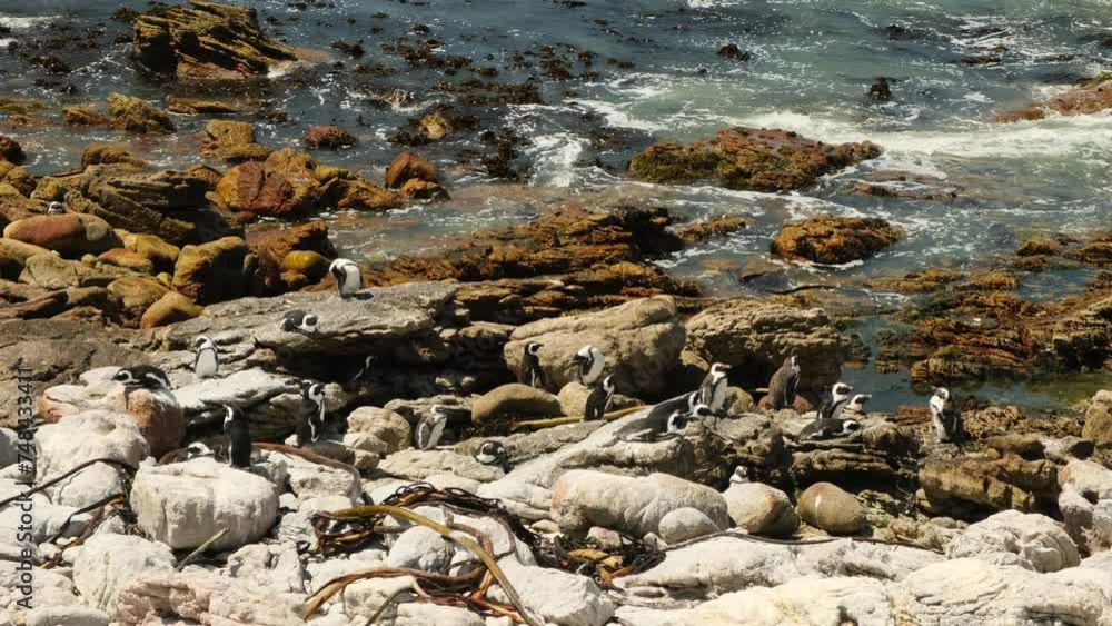 African penguin on the sandy beach. Boulders colony. Cape Town. South Africa. A flock of penguins on the ocean in South Africa, Cape Town. African penguin on the sandy beach. Boulders colony. Cape Town. South Africa. A flock of penguins on the ocean in South Africa, Cape Town.