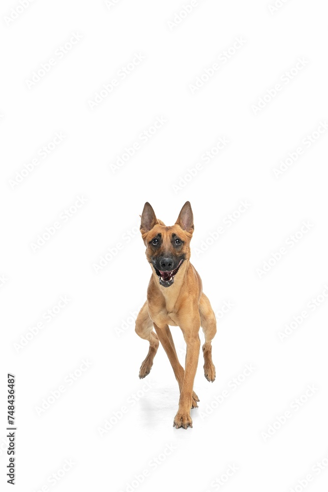 Young Belgian Shepherd Malinois Is Posing Cute Doggy Pet Is Playing Running Looking Happy Isolated White Background