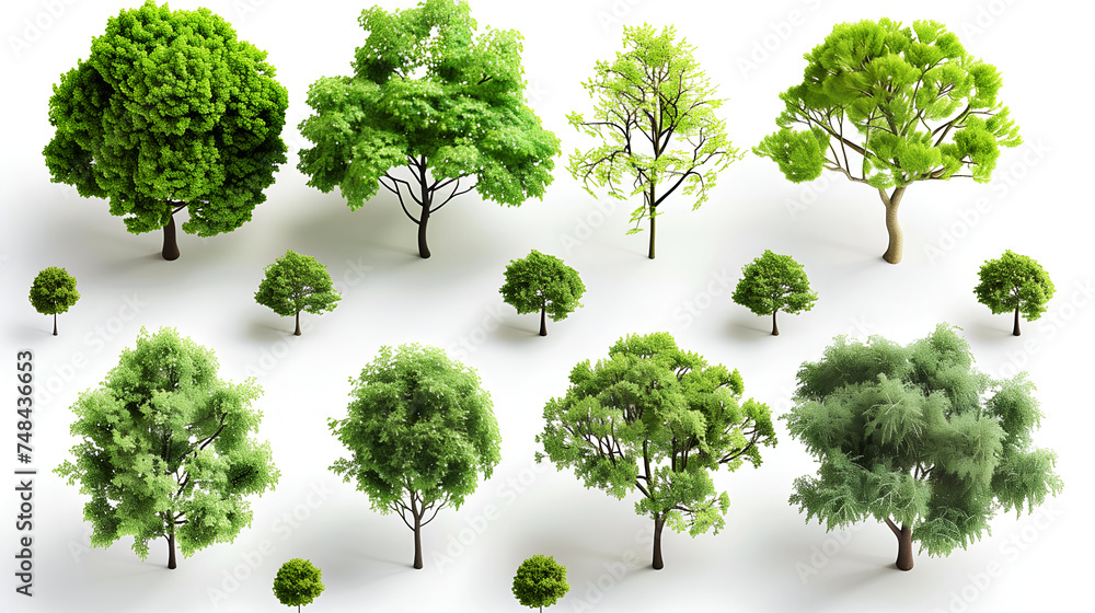 Fototapeta premium set of green trees isolated, tree in spring