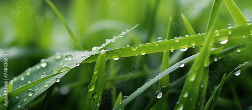 Fresh green grass with dew drops close up. Nature background.