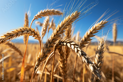 Wheat Crop In Open field