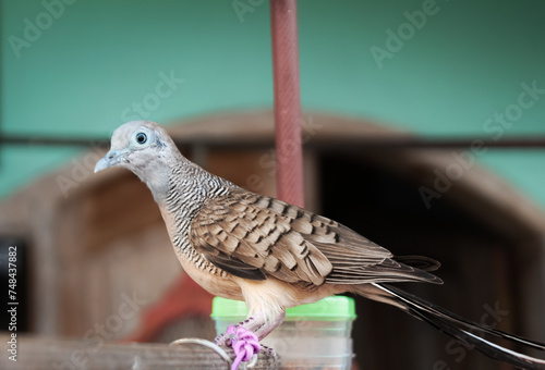 turtle dove bird with brown color. turtle dove seed-eating birds. turtle dove has botanical name Geopelia striata from columbidae family photo
