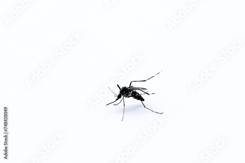 Photos animal insect mosquito with close up shot macro photography on isolated white ba