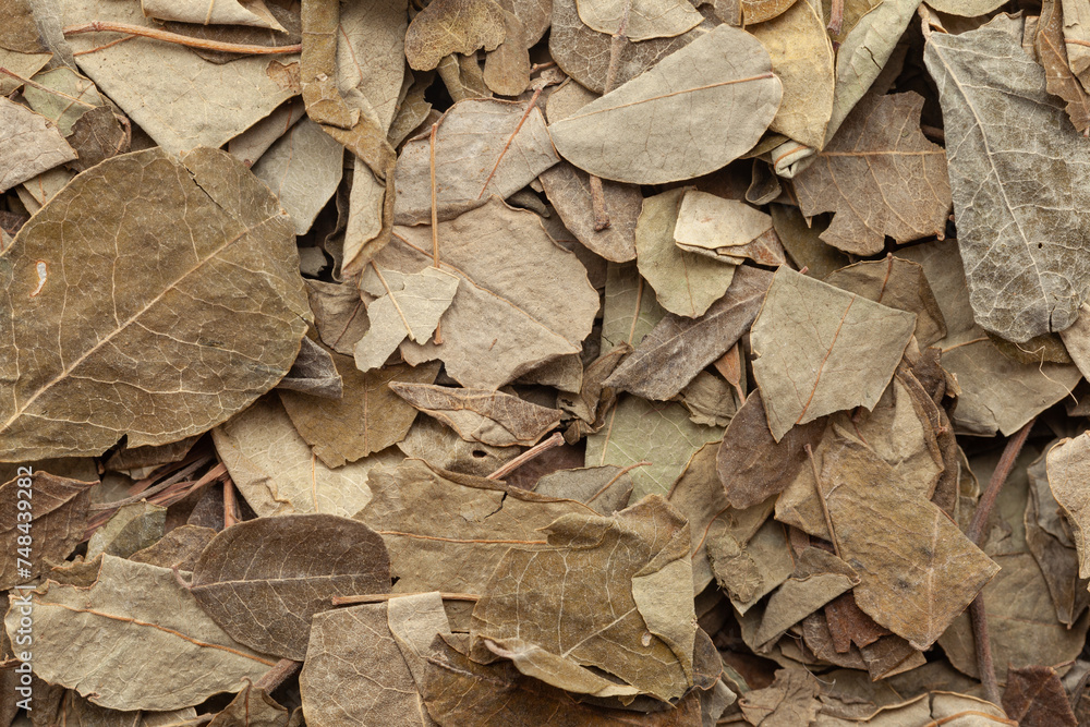 Close-up of Dry Organic Moringa (Moringa oleifera) leaves, Full-Frame wallpaper. Top View Close-up of Dry Organic Moringa (Moringa oleifera) leaves, Full-Frame wallpaper. Top View