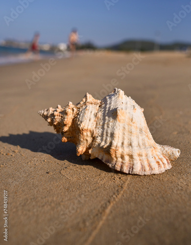 A SHELL ON THE BEACH