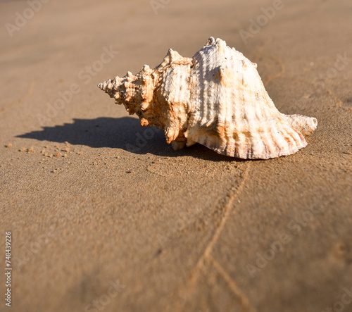 A SHELL ON THE BEACH