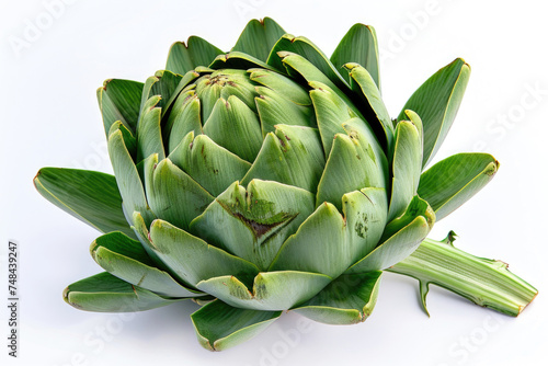 A fresh artichoke with leaves fanned out on a white background