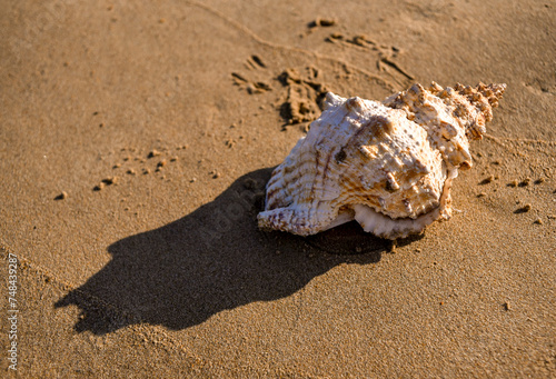 A SHELL ON THE BEACH