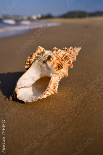 A SHELL ON THE BEACH