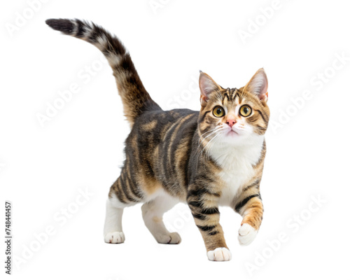 cat, kitten animal, pet isolated