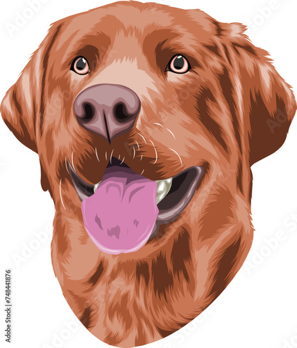 dog with a bow