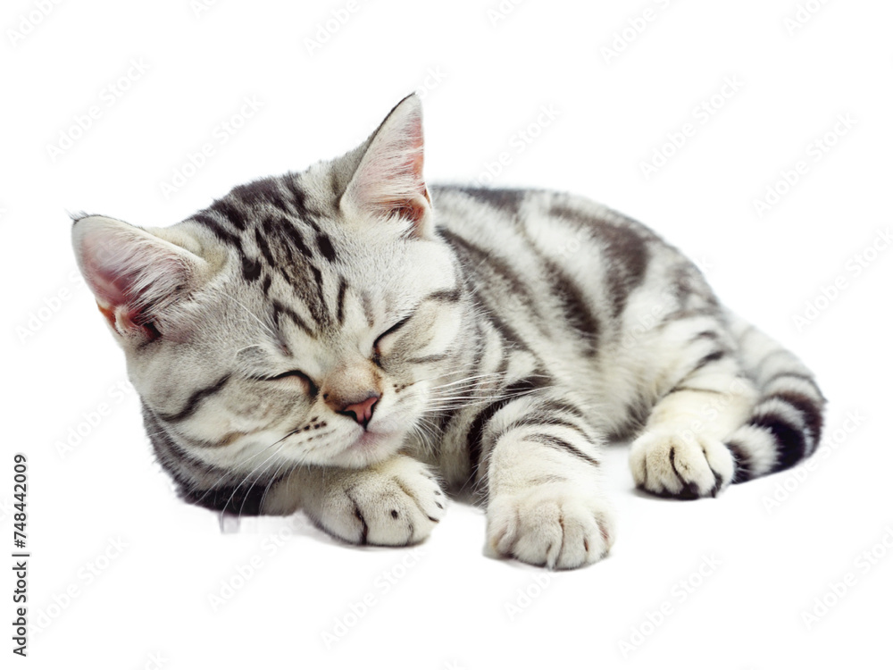 cat, kitten animal, pet isolated