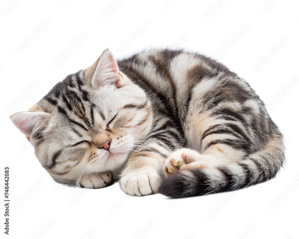 cat, kitten animal, pet isolated cat, kitten animal, pet isolated