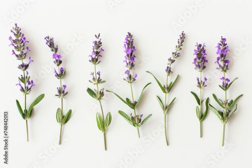 Delicate lavender sprigs laid out on a stark white backdrop