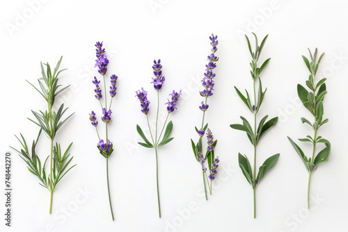 Delicate lavender sprigs laid out on a stark white backdrop