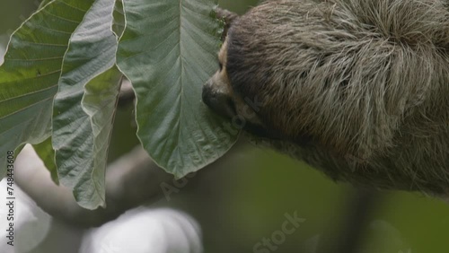 Hanging upside down in trees a hungry sloth feeds on juicy rich cecropia leaves photo