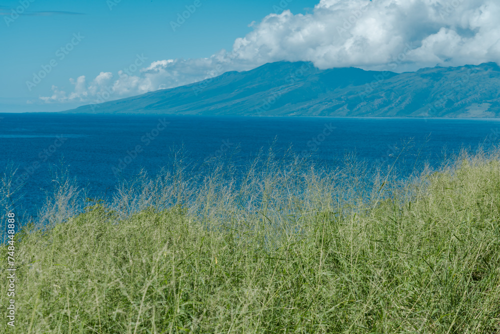 Megathyrsus maximus, known as Guinea grass and green panic grass,  Honolua-Mokuleia Bay Marine Life Conservation District. Honolua Bay. Honoapiilani Highway, Wesrt Maui, Hawaii.   Molokai island


