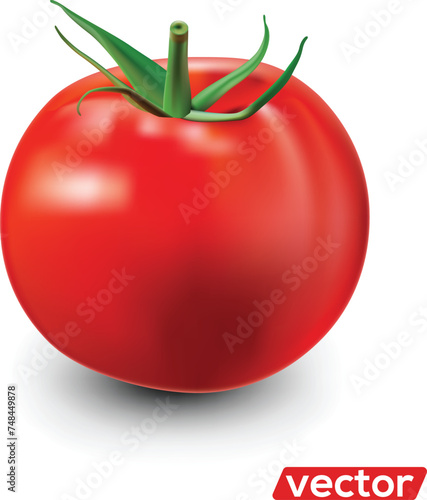 Tomato isolated on white. Realistic vector illustration of big ripe red fresh tomato isolated on white background
