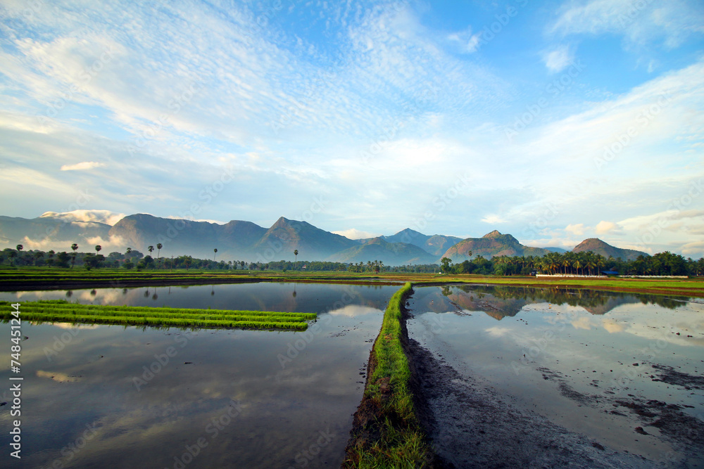 rice paddy field with mountain background and blue sky in kerala