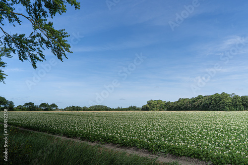 A field of flowers in the province of Zeeland, in the south of The Netherlands.