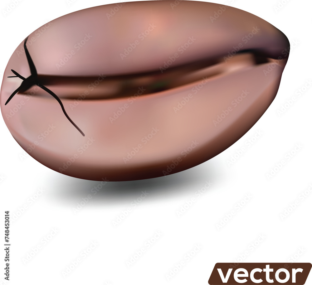 Vector realistic illustration of coffee beans on white background. Vector realistic illustration of coffee beans on white background.