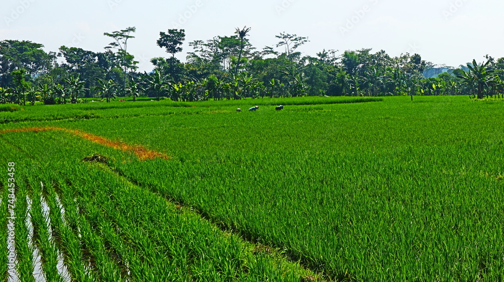 Green rural atmosphere, there are rice fields and rice farms in Malang City, East Java, Indonesia.