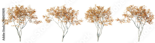 Isolated trees gardening,Amelanchier tree on transparent background.3d rendering PNG photo