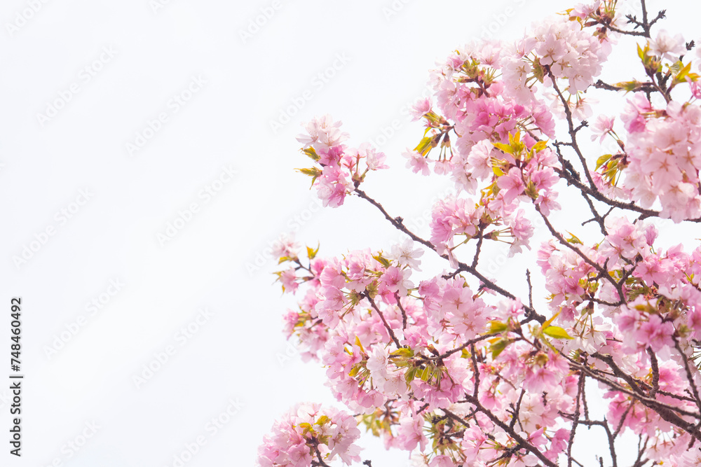 Obraz premium 벚꽃과 하늘