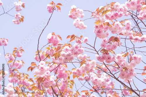 겹벚꽃과 하늘 © EUNKYOUNG