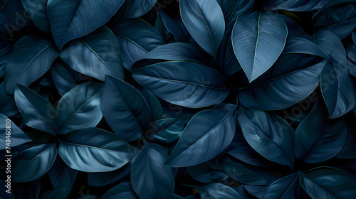 Textures of abstract black leaves for tropical leaf background. Flat lay  dark nature concept  tropical leaves  copy space. Can be used as background