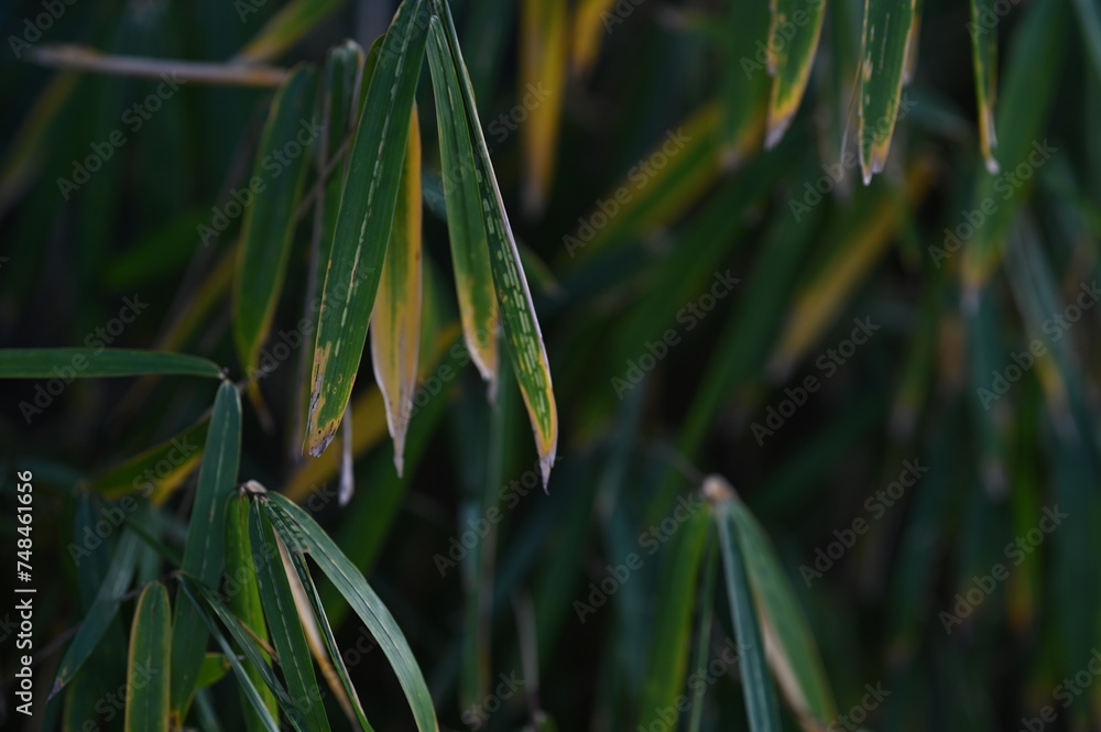 Fototapeta premium grass