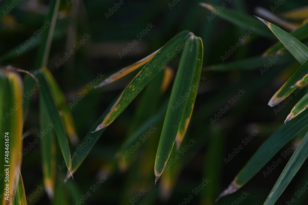 grass grass