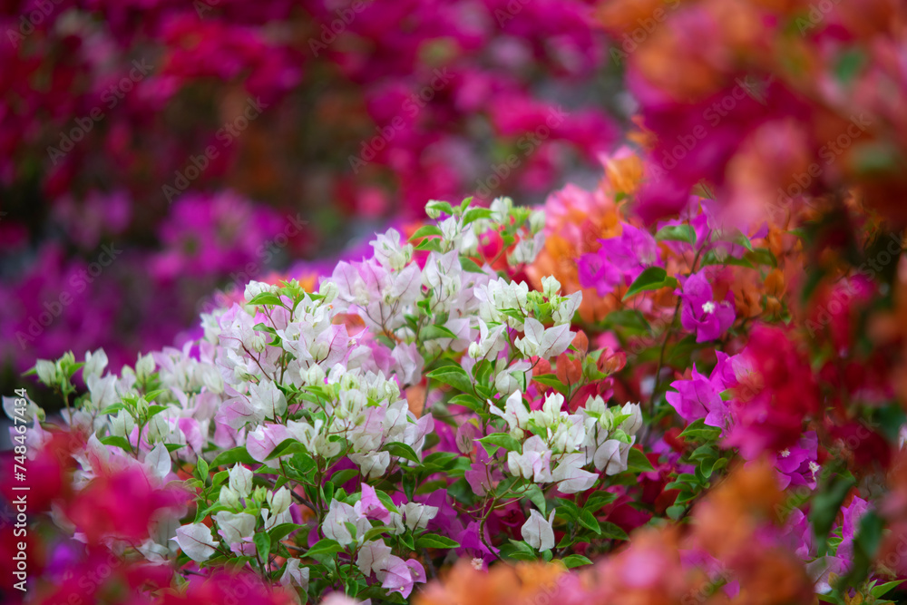 Close-up of yellow flowering plant,Closeup Group of Yellow Bougainvillea Flowers Isolated on Background,Close-up of pink bougainvillea glabra plant,Close-up of pink bougainvillea glabra blossoms,