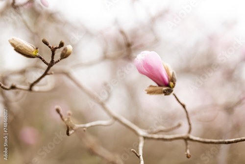 A large, pink southern magnolia flower is surrounded by glossy green leaves of a tree. Pink petal close up. Spring background. Loebner Magnolia, Magnoliaceae Hybrid © Liudmila