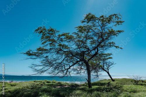 Neltuma pallida. Prosopis pallida is a species of mesquite tree. It has the common names kiawe. Keālia Pond National Wildlife Refuge, Maui Hawaii
