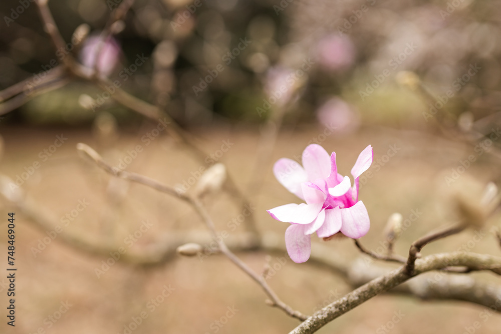Fototapeta premium Magnolia grandiflora, the Southern magnolia or bull bay, tree of the family Magnoliaceae. Spring background. Loebner Magnolia. Creamy white magnolia flowers bloom in garden close up. Pink flowers
