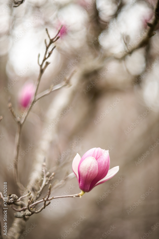 Obraz premium A large, pink southern magnolia flower is surrounded by glossy green leaves of a tree. Pink petal close up. Spring background. Loebner Magnolia, Magnoliaceae Hybrid