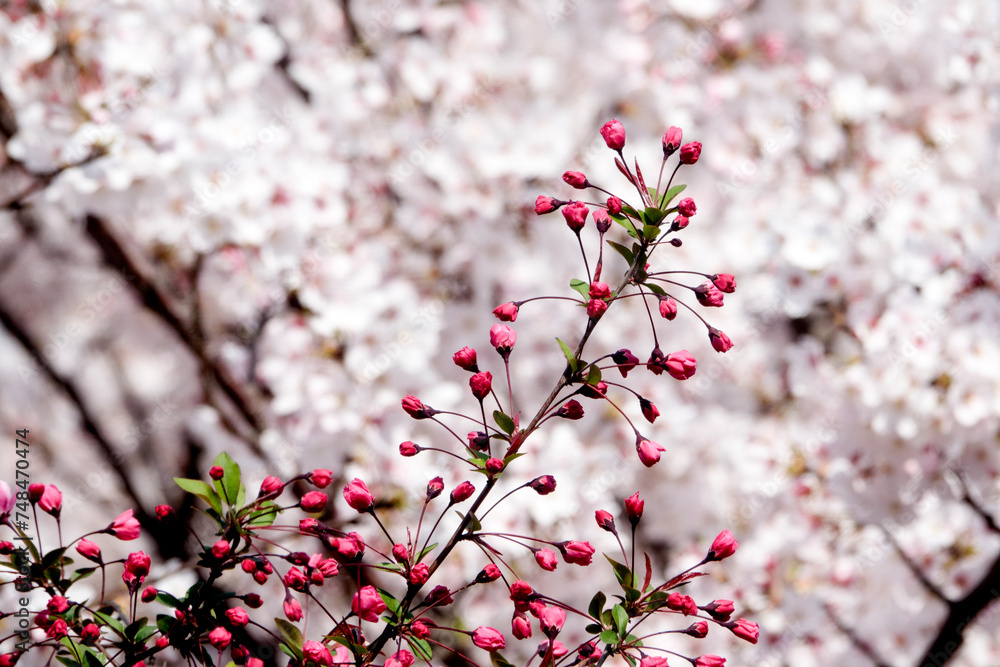 Korea, South Korea, Busan, spring, flower, pink, nature, botany Korea, South Korea, Busan, spring, flower, pink, nature, botany