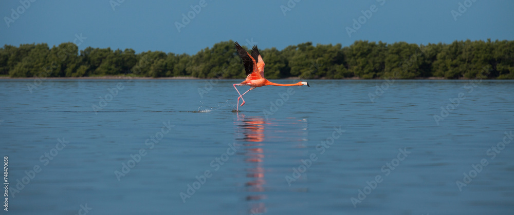 Flamingo taking flight