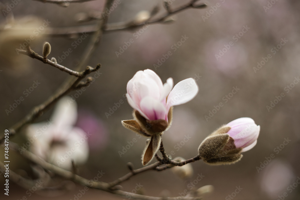 Flower of the Magnolia grandiflora, the Southern magnolia or bull bay, tree of the family Magnoliaceae. Spring background. Loebner Magnolia. Pink magnolia flowers bloom in garden close up. Flower of the Magnolia grandiflora, the Southern magnolia or bull bay, tree of the family Magnoliaceae. Spring background. Loebner Magnolia. Pink magnolia flowers bloom in garden close up.