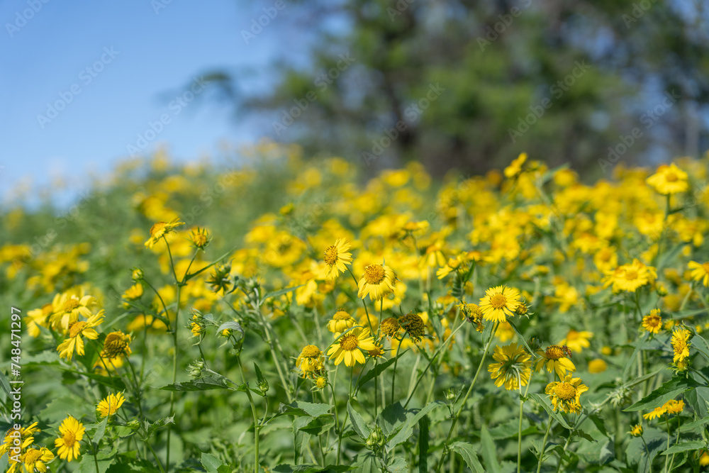 Verbesina encelioides is a flowering plant in the family Asteraceae. golden crownbeard, cowpen daisy, gold weed, wild sunflower, butter daisy, crown-beard, American dogweed. Makena Rd Wailea-Makena
Verbesina encelioides is a flowering plant in the family Asteraceae. golden crownbeard, cowpen daisy, gold weed, wild sunflower, butter daisy, crown-beard, American dogweed. Makena Rd Wailea-Makena