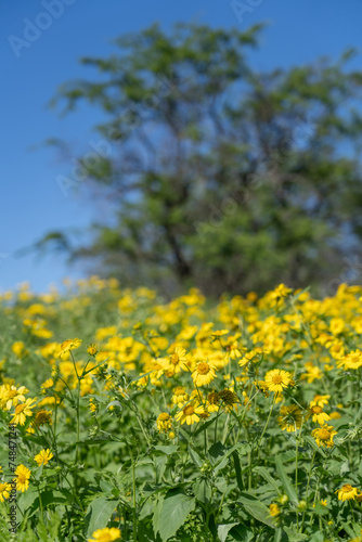 Verbesina encelioides is a flowering plant in the family Asteraceae. golden crownbeard, cowpen daisy, gold weed, wild sunflower, butter daisy, crown-beard, American dogweed. Makena Rd Wailea-Makena 
 photo