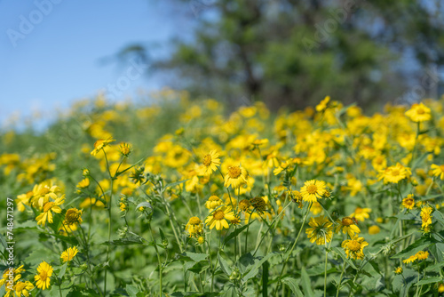 Verbesina encelioides is a flowering plant in the family Asteraceae. golden crownbeard, cowpen daisy, gold weed, wild sunflower, butter daisy, crown-beard, American dogweed. Makena Rd Wailea-Makena   © youli zhao