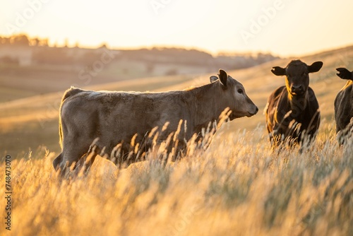 cows and calfs grazing on dry tall grass on a hill in summer in australia. beautiful fat herd of cattle on an agricultural farm in an australian in summer