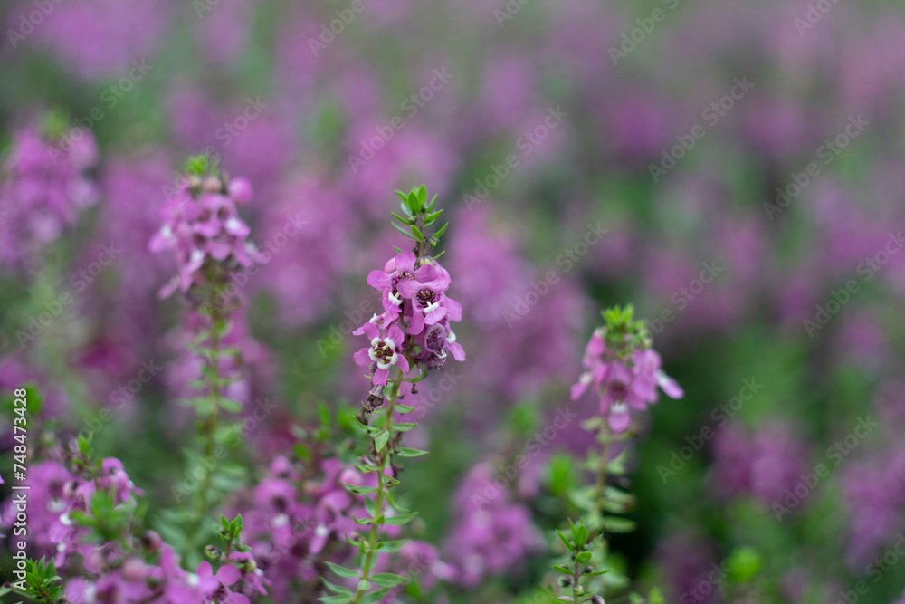 originates from France and is one of the most loved flowers worldwide.Lavender has become a symbol of serenity, sophistication and romance.Lavender has slender and thin leaves, originates from France and is one of the most loved flowers worldwide.Lavender has become a symbol of serenity, sophistication and romance.Lavender has slender and thin leaves,