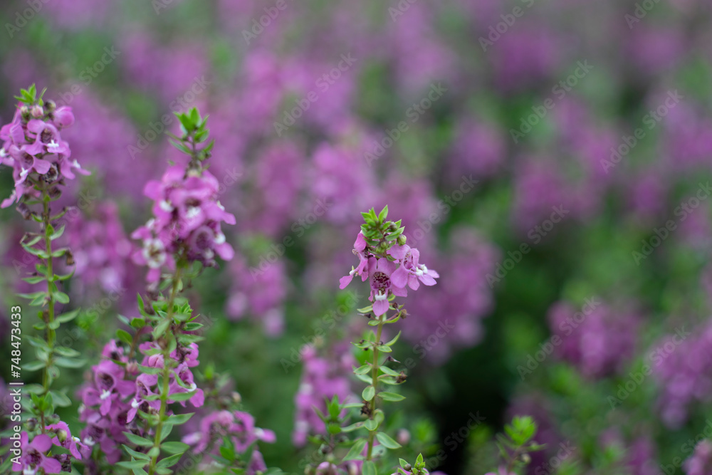 originates from France and is one of the most loved flowers worldwide.Lavender has become a symbol of serenity, sophistication and romance.Lavender has slender and thin leaves, originates from France and is one of the most loved flowers worldwide.Lavender has become a symbol of serenity, sophistication and romance.Lavender has slender and thin leaves,